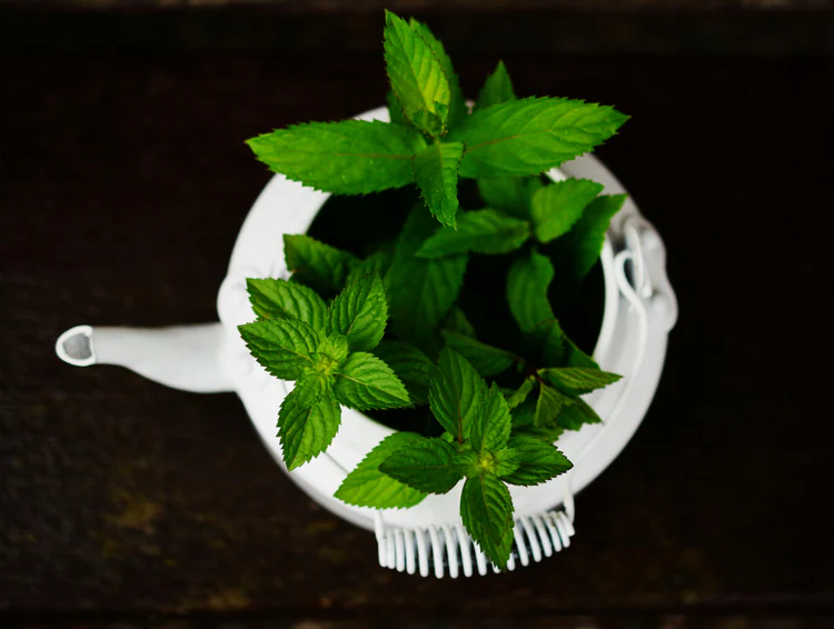 Stevia